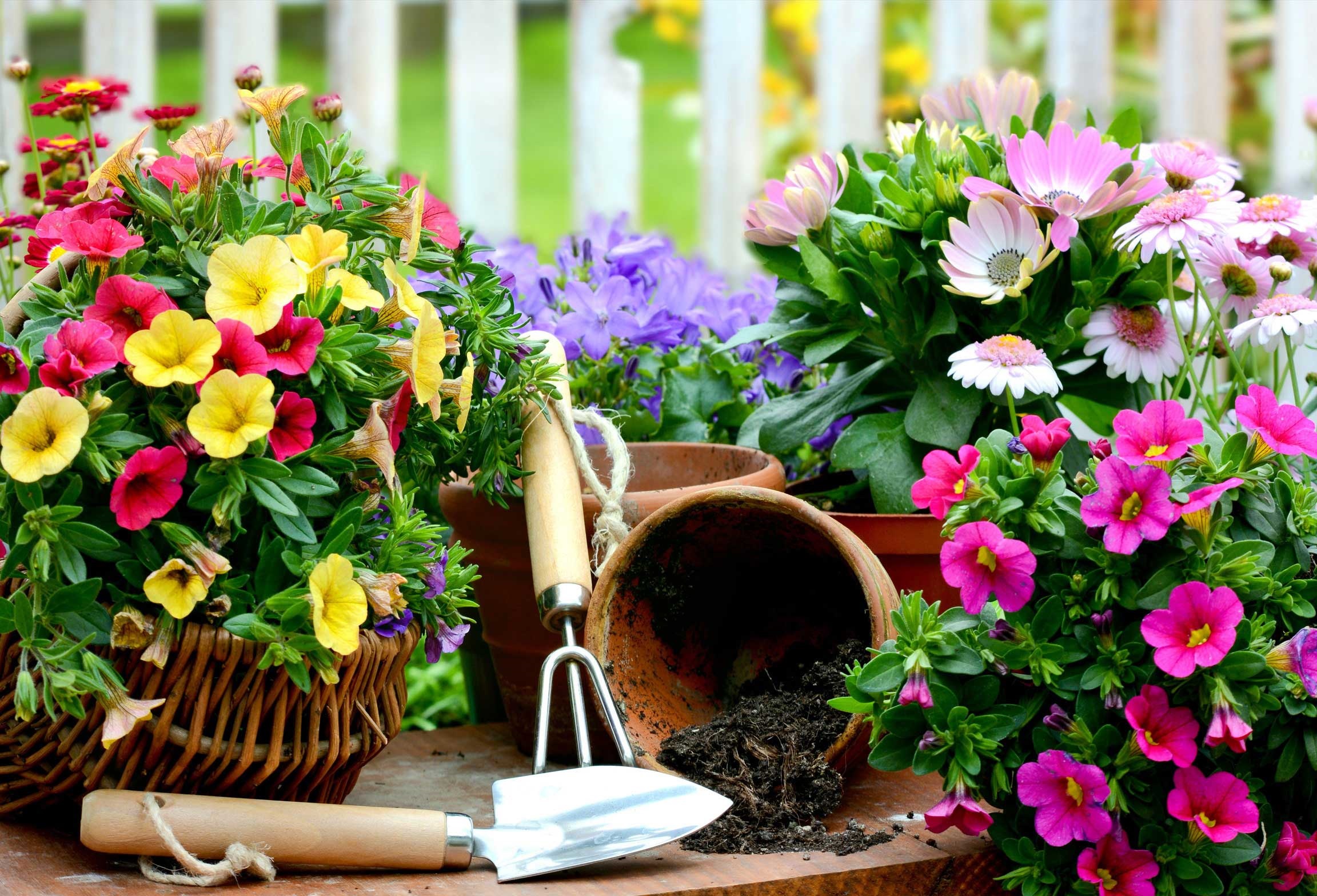 Комнатные растения комнатное цветоводство. Рассада цветов. Цветы для сада и огорода. Цветочки в саду. Красивые цветы для сада.