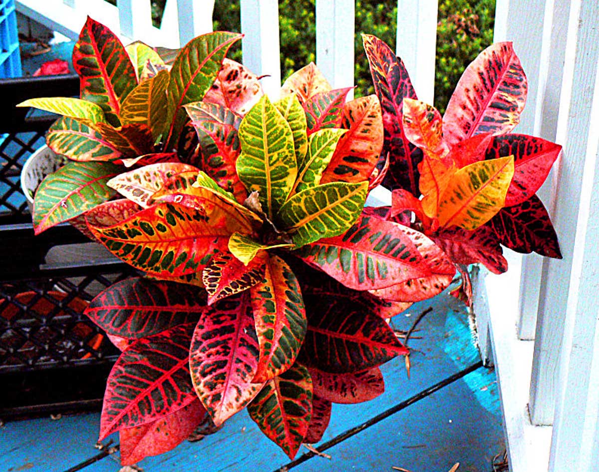 Домашний цветок с красными листьями название фото